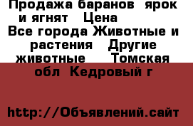 Продажа баранов, ярок и ягнят › Цена ­ 3 500 - Все города Животные и растения » Другие животные   . Томская обл.,Кедровый г.